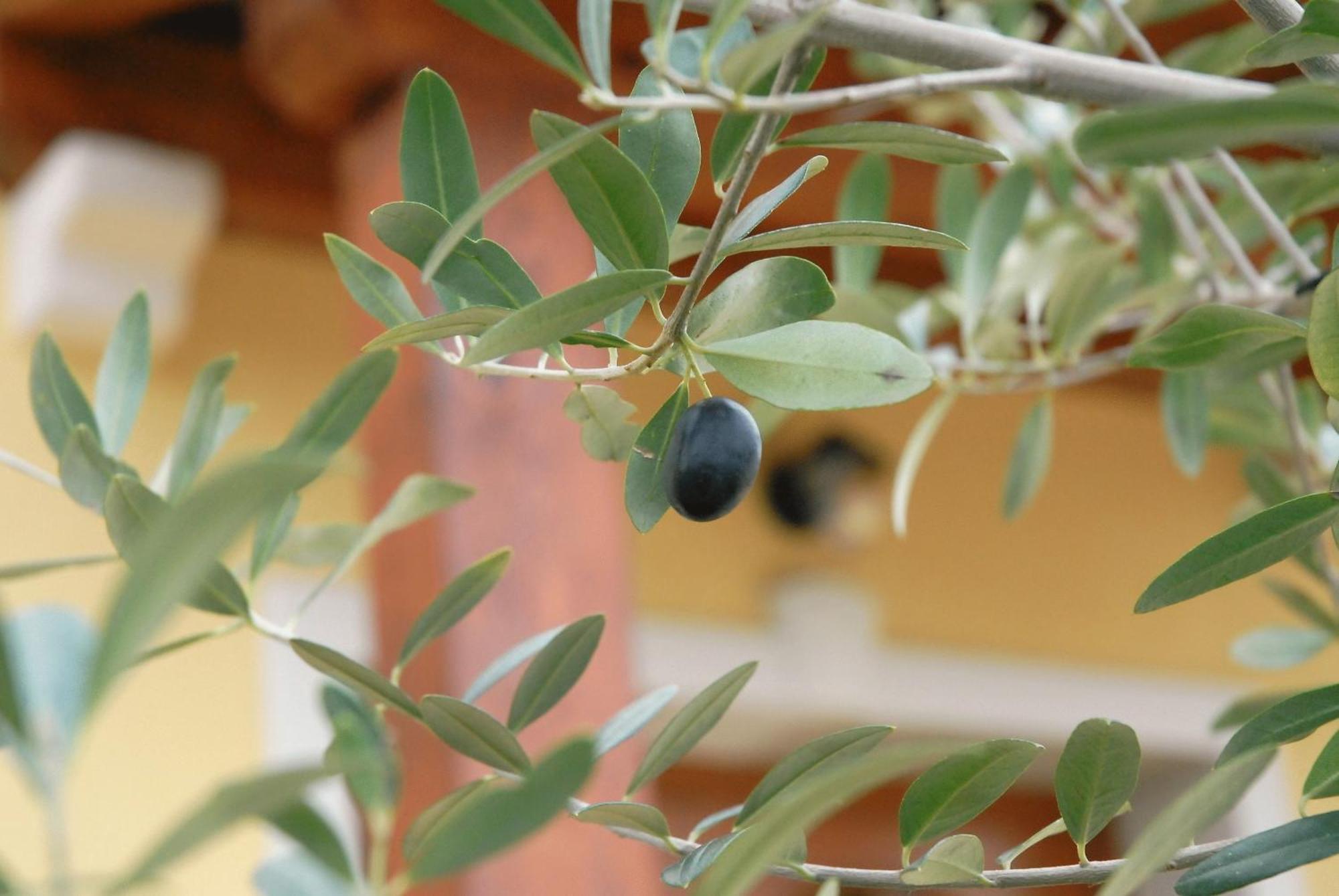 Bed & Breakfast Stancija Kovacici 4*